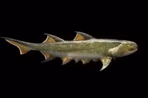 Nóng: Cá mập “quái vật” 455 triệu tuổi là... tổ tiên của loài người?