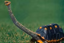 Con rùa có chiếc cổ dài nhất không thể rụt đầu vào mai, phải sống thành đàn