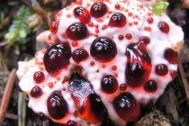 12 loài thực vật độc đáo cứ ngỡ chỉ có trong chuyện cổ tích