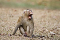 4 cá thể khỉ quý hiếm sao dân giao ngay cho VQG Vũ Quang?