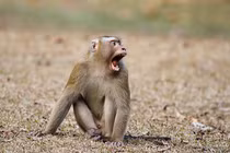 4 cá thể khỉ quý hiếm sao dân giao ngay cho VQG Vũ Quang?