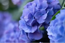 Tháng 9/2022, 3 con giáp có vận may nối dài, mọi sự đều suôn sẻ