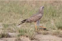 Video: Thằn lằn sử dụng “độc chiêu” để thoát khỏi móng vuốt chim ưng