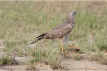 Video: Thằn lằn sử dụng “độc chiêu” để thoát khỏi móng vuốt chim ưng