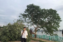 “Cây cô đơn” bị chặt phá: Giới trẻ vẫn rủ nhau đến check-in