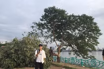 “Cây cô đơn” bị chặt phá: Giới trẻ vẫn rủ nhau đến check-in