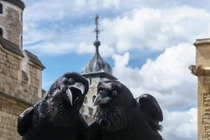  Truyền thuyết về loài quạ đen bảo vệ tháp London và nước Anh khỏi sụp đổ