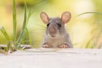 Xui xẻo bủa vây, 3 con giáp coi chừng tán gia bại sản 