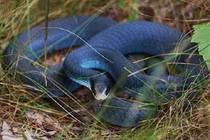 Mê mẩn 6 loài rắn, trăn đẹp nhất thế giới: Nhìn cực "mê hồn"! 