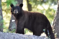  Phát hiện 5 con gấu ngủ đông ngay gần nhà dân ở Mỹ