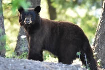  Phát hiện 5 con gấu ngủ đông ngay gần nhà dân ở Mỹ