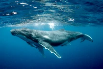 Vì sao động vật có "mũi thở" như cá voi ngủ được dưới nước?