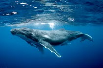 Vì sao động vật có "mũi thở" như cá voi ngủ được dưới nước?