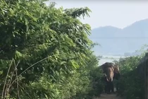 Con voi quật chết nài voi.