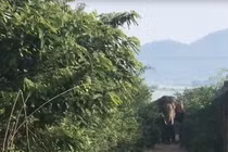 Con voi quật chết nài voi.