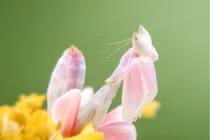 6 loài động vật đẹp nhất hành tinh, càng ngắm càng mê mẩn 