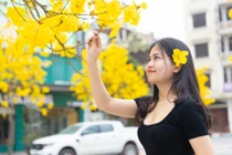 Ngỡ ngàng trước vẻ đẹp của hoa chuông vàng tại Móng Cái