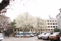 Choáng ngợp cảnh hoa sưa "phủ tuyết" trắng phố phường Hà Nội