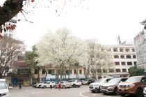 Choáng ngợp cảnh hoa sưa "phủ tuyết" trắng phố phường Hà Nội