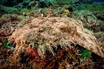 20 loài cá mập "lập dị" nhất hành tinh, ai thấy cũng giật mình