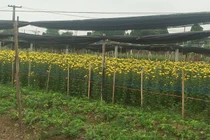 Làng hoa Tây Tựu: Xót xa tình cảnh "hoa cười, người khóc"