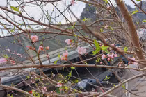 TP Hạ Long vẫn tổ chức hội chợ hoa và bắn pháo hoa giao thừa 