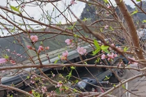 TP Hạ Long vẫn tổ chức hội chợ hoa và bắn pháo hoa giao thừa 