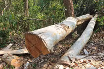 Phát hiện nhóm lâm tặc phá rừng tại Khu Bảo tồn thiên nhiên Ea Sô