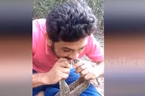 Người đàn ông liều mạng ngậm đầu 4 con rắn độc vào miệng