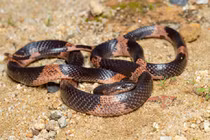 7 loài rắn đặc hữu của Việt Nam: Vừa lạ vừa hiếm! 