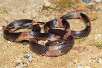 7 loài rắn đặc hữu của Việt Nam: Vừa lạ vừa hiếm! 