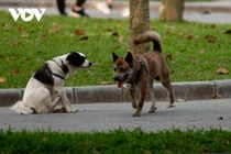 Chó thả rông, không rọ mõm nhan nhản tại các công viên ở Hà Nội