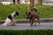 Chó thả rông, không rọ mõm nhan nhản tại các công viên ở Hà Nội