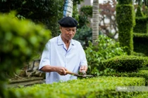 Ngắm cổng rào “độc nhất vô nhị” bằng cây ô rô 30 năm tuổi