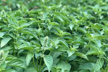 Thứ mọc dại đầy vườn bất ngờ thành đặc sản 110.000/kg