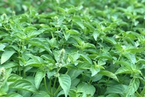 Thứ mọc dại đầy vườn bất ngờ thành đặc sản 110.000/kg