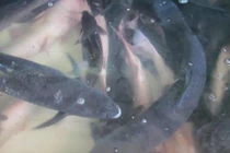 Loài cá tiến vua tưởng tuyệt chủng ở Việt Nam, dân nuôi “bỏ túi” trăm triệu/năm