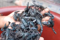 Loài vật ở Việt Nam đáng sợ nhưng được ví như “thần dược“