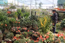 Làng hoa Phương Viên, Phú Thọ tất bật đón Tết Tân Sửu 2021