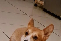 Đi chơi khi đang phong tỏa, chú chó được dân phòng bế về ở TP.HCM