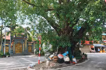 Độc đáo những cây cổ thụ khủng, kỳ dị trên đường phố Hà Nội