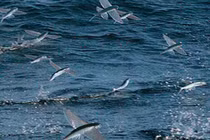 Việt Nam có một loài cá biết bay như chim, đặc sản nổi tiếng cả một vùng