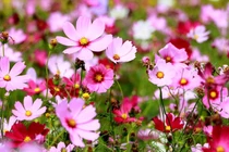 3 tuần tới đây, 3 con giáp hưởng lộc sâu dày, tiền về chật két