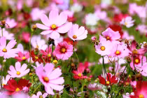 3 tuần tới đây, 3 con giáp hưởng lộc sâu dày, tiền về chật két