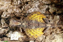 12 động vật độc - dị - lạ nhất Việt Nam, ai thấy cũng kinh ngạc