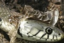 Tại sao rắn lột xác xong sẽ trở nên yếu ớt lạ thường? 