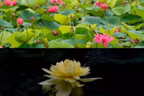 Ngắm sen đỏ huyết, sen vàng hiếm có tại Thanh Oai, Hà Nội