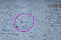 2 con cá sấu sổng ra hồ, người dân xúm lại vây bắt