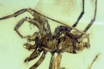 Con nhện cổ đại 380 triệu năm khiến nhiều người phải chết khiếp