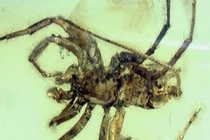 Con nhện cổ đại 380 triệu năm khiến nhiều người phải chết khiếp